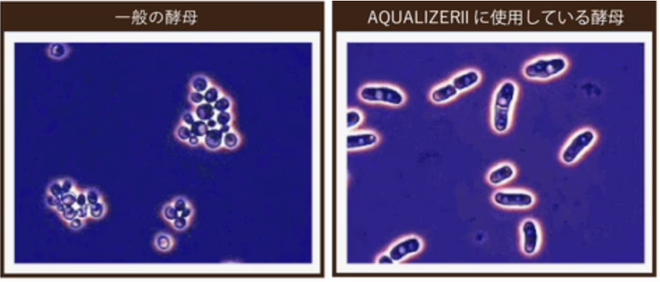 アクア酵母は一般の酵母とは増殖の形態が異なります